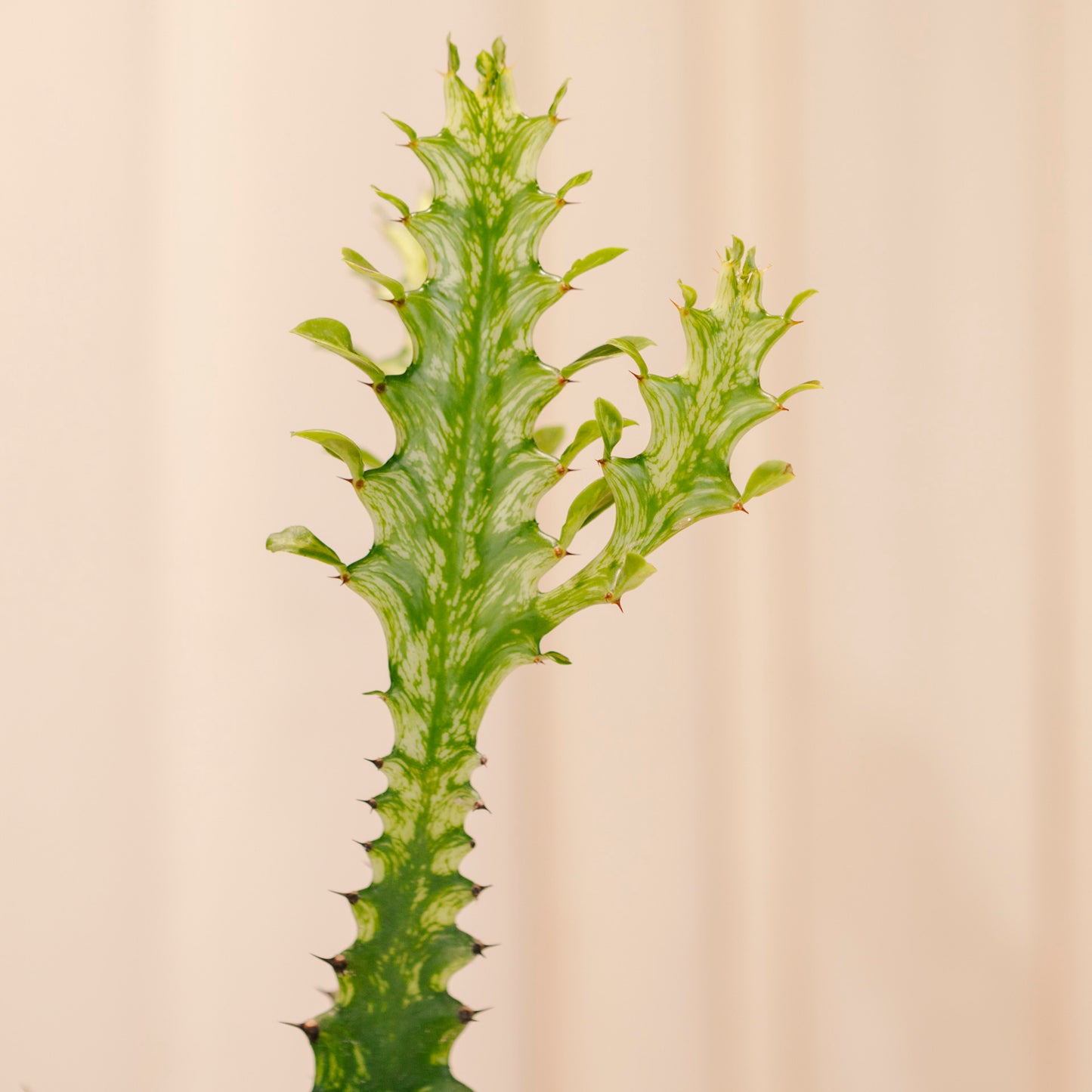 Variegated African Milk Tree Cactus: Euphorbia trigona - 6 inch pot