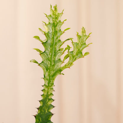 Variegated African Milk Tree Cactus: Euphorbia trigona - 5 inch pot