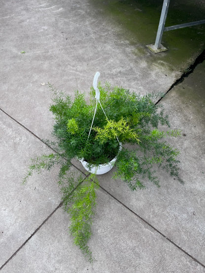 Emerald Fern: Asparagus densiflorus 'Sprengeri' - 8 inch hanging basket