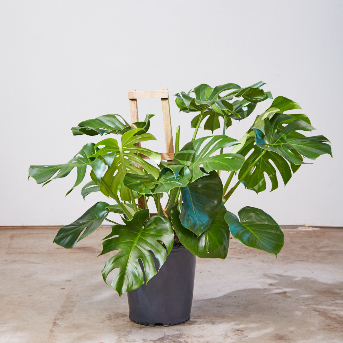 Swiss Cheese Plant Trellis: Monstera deliciosa - 12 inch pot - 3 foot tall