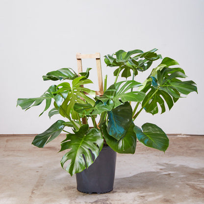 Swiss Cheese Plant Trellis: Monstera deliciosa - 12 inch pot - 3 foot tall