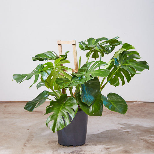 Swiss Cheese Plant Trellis: Monstera deliciosa - 12 inch pot - 3 foot tall