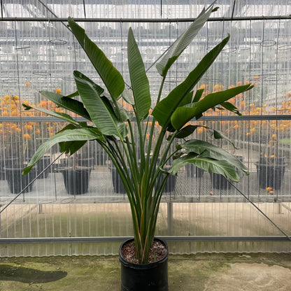 7 Foot Bird of paradise isolated photo