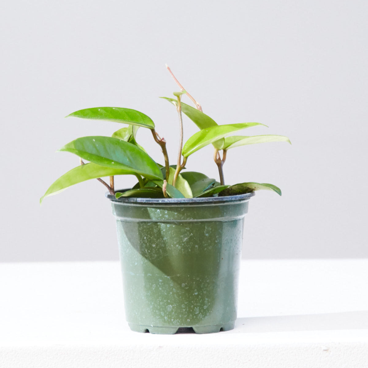 Waxflower: Hoya pubicalyx - 4 inch pot — indoor plant — indoor plant for sale by Promise Supply for delivery and pickup in Toronto.