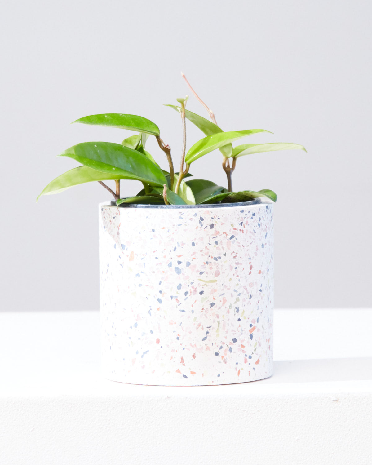 Waxflower: Hoya pubicalyx - 4 inch pot — indoor plant — indoor plant for sale by Promise Supply for delivery and pickup in Toronto.