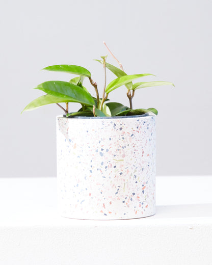 Waxflower: Hoya pubicalyx - 4 inch pot — indoor plant — indoor plant for sale by Promise Supply for delivery and pickup in Toronto.