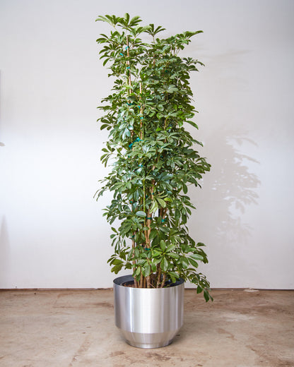 Umbrella Tree Column: Schefflera arboricola - 14 inch pot - 5.5-6 foot tall