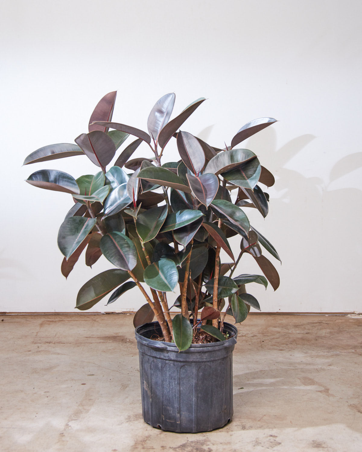 Burgundy Rubber Bush: Ficus elastica - 14 inch pot - 4 foot tall