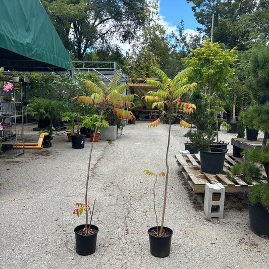 Staghorn Sumac: Rhus typhina - 2GAL Pot