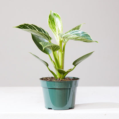 philodendron autumn queen Birkin Plant: Philodendron - 5" Pot