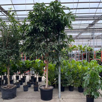 Amstel King Fig Tree: Ficus maclellandii - 21 inch pot - 8-10+ foot tall — indoor plant — indoor plant for sale by Promise Supply for delivery and pickup in Toronto.