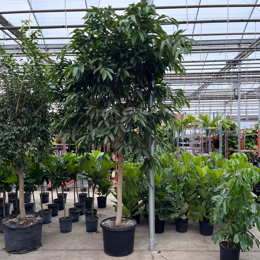 Amstel King Fig Tree: Ficus maclellandii - 21 inch pot - 8-10+ foot tall