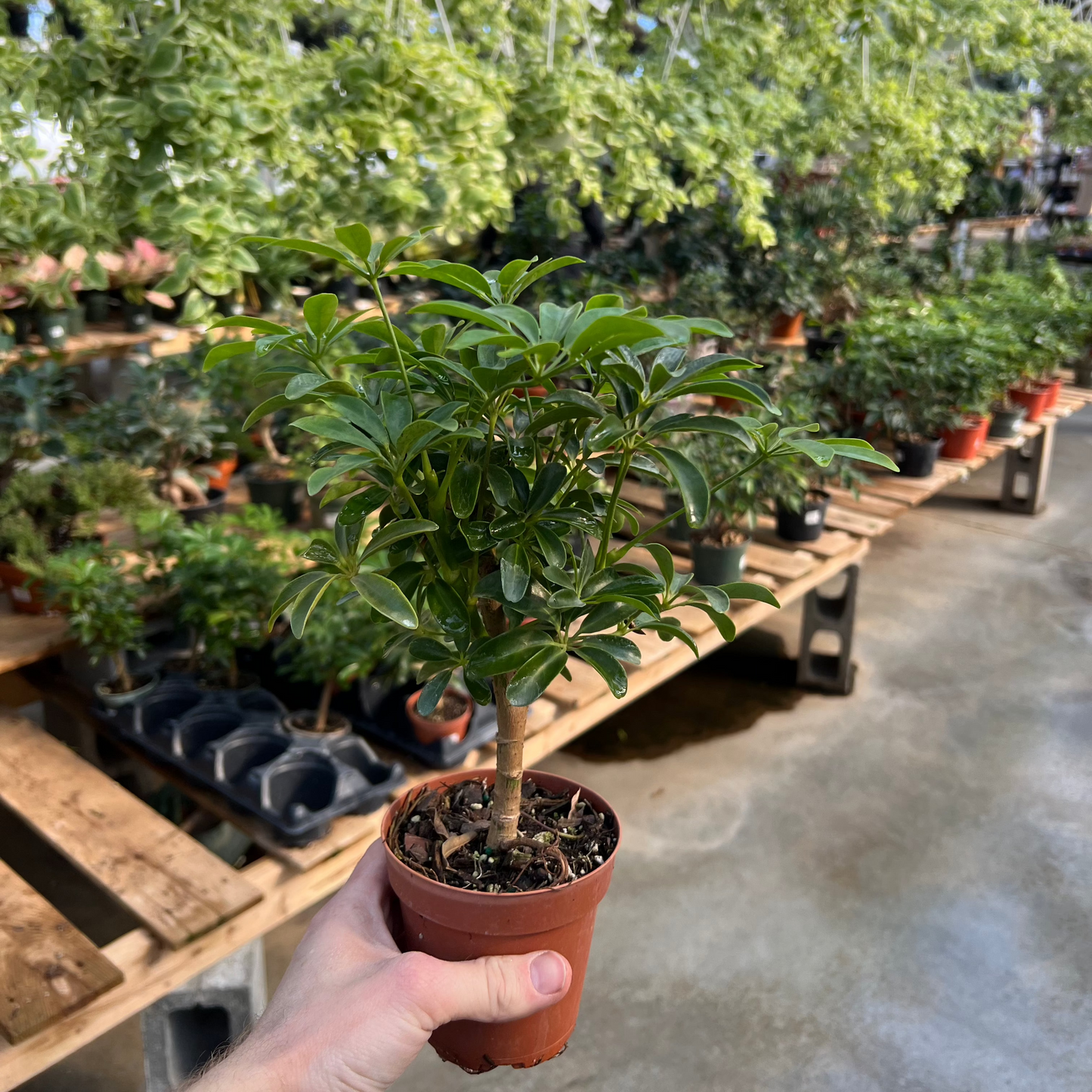 Umbrella Tree Bonsai: Schefflera arboricola - 4 inch pot