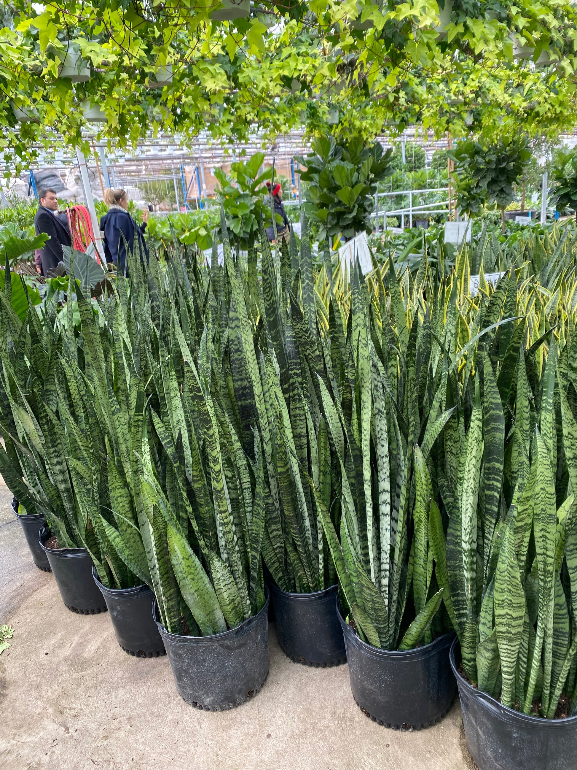 snake plant green Zeylanica Green Snake Plant - 14" Pot