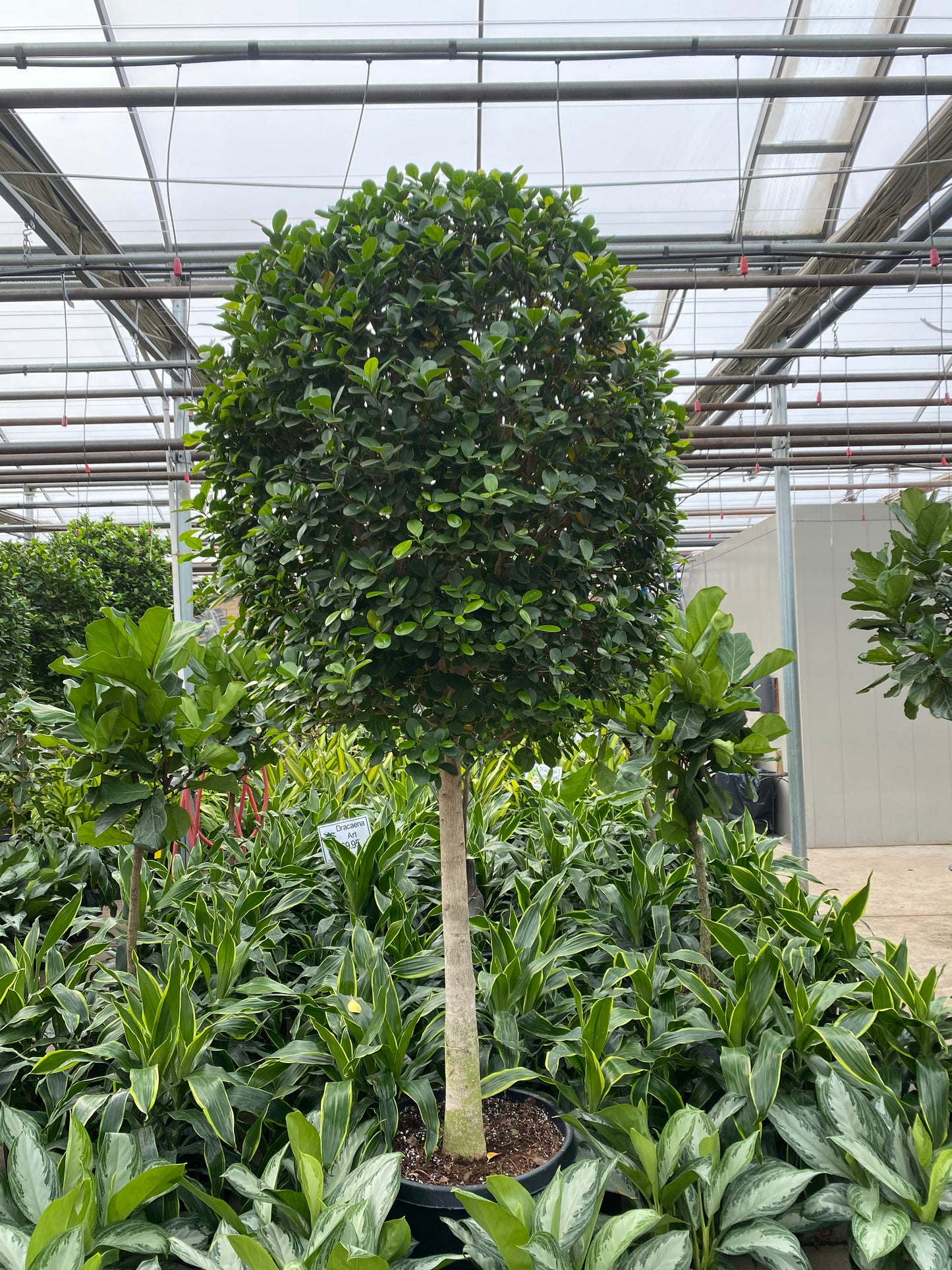 Ficus Moclame: Ficus microcarpa - 21 inch pot - 7-10+ foot tall