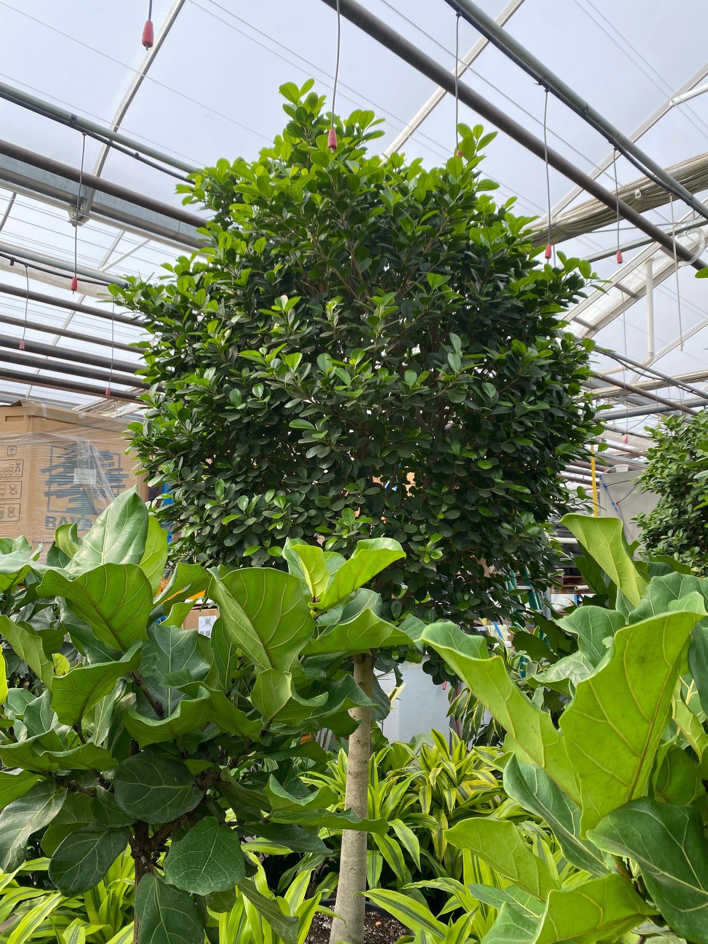 Ficus Moclame: Ficus microcarpa - 21 inch pot - 7-10+ foot tall