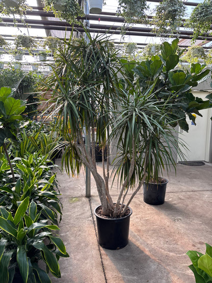 Character Dragon Tree: Dracaena marginata - 17 inch pot - 6-7+ foot tall
