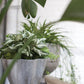 Stone-Style Living Planter Fits up to 8 inch Nursery Pot