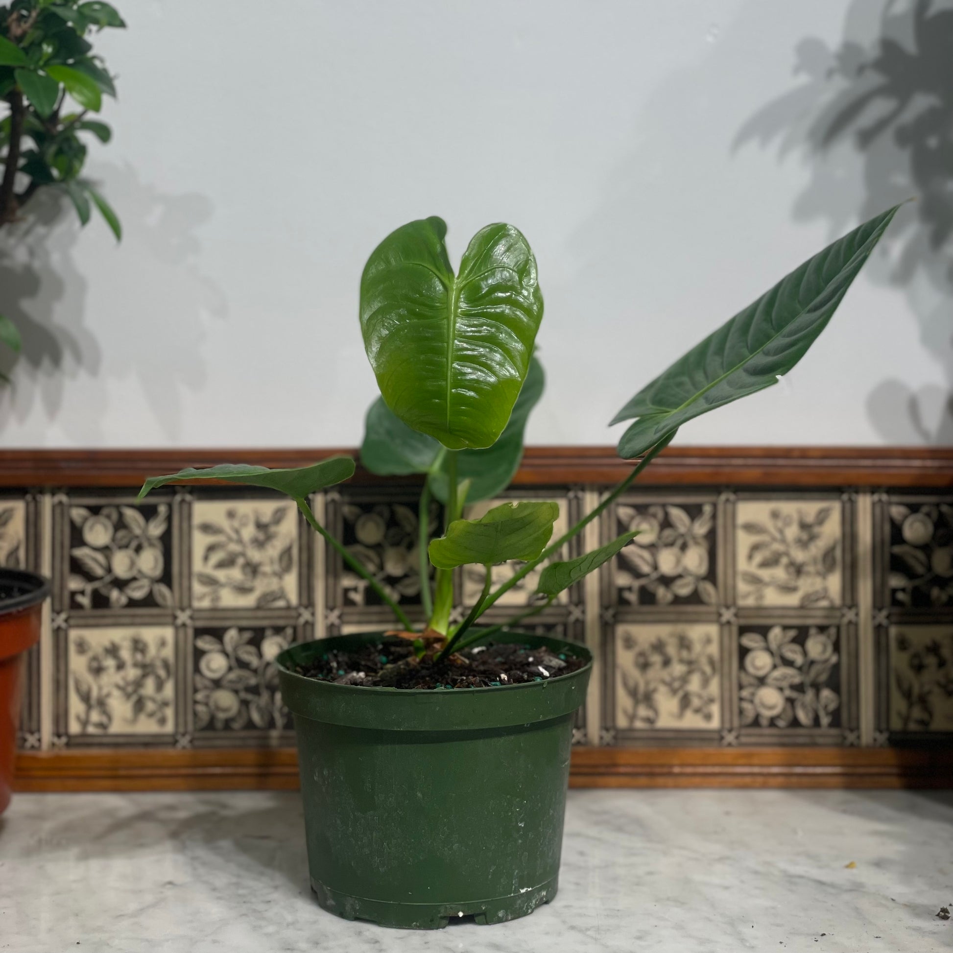 anthurium veitchii 6 King Laceleaf: Anthurium Veitchii - 6" Pot