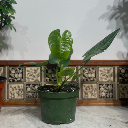 King Laceleaf: Anthurium veitchii - 6 inch pot