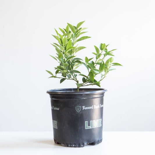 Lime Bush: Citrus × various varieties - 8 inch pot - 1 foot tall