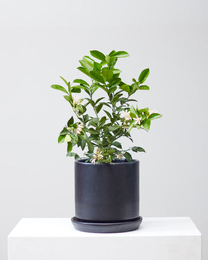 Lemon Tree: Citrus limon - 8 inch pot - 1-2 foot tall