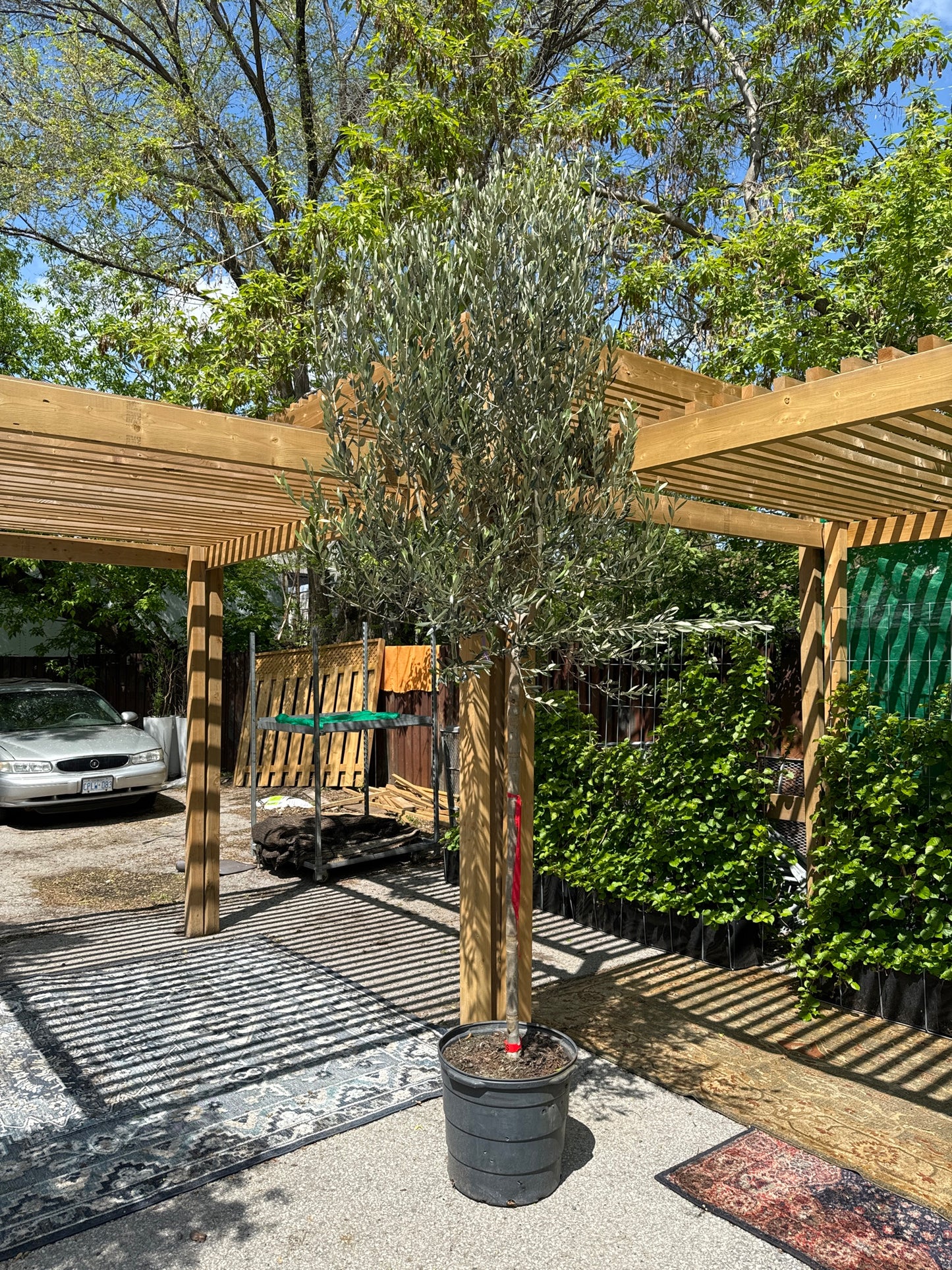 Olive Tree Standard: Olea europaea - 17-30+ inch pot - 8-13 foot tall