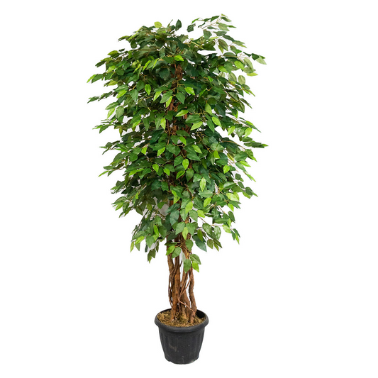 Replica Ficus Benjamina | 6FT