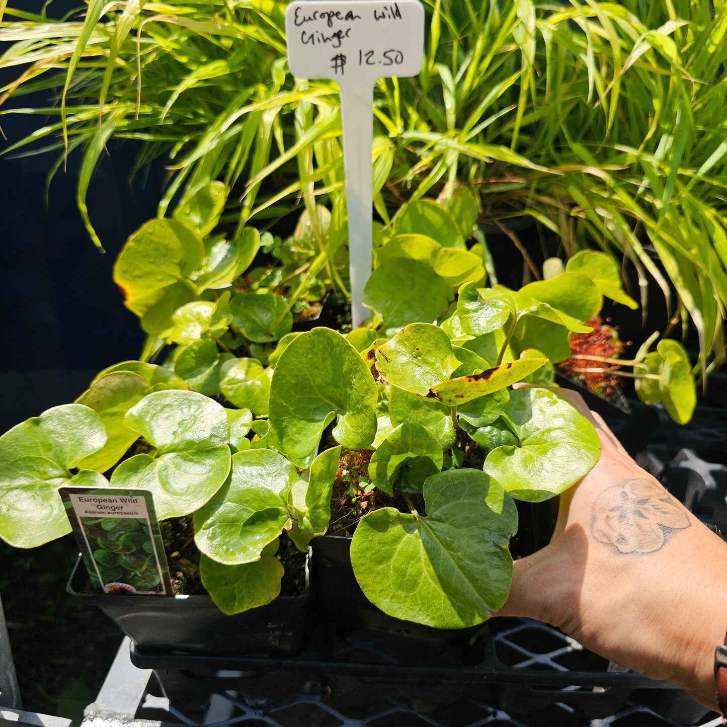 European Wild Ginger: Asarum europaeum - 9CM Pot