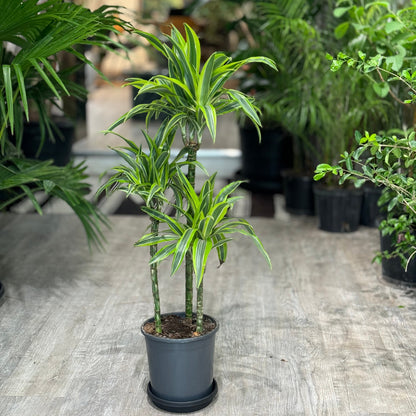 Lemon Lime Staggered Cane: Dracaena fragrans 'Warneckii Ulises' - 8 inch pot - 3-5 foot tall