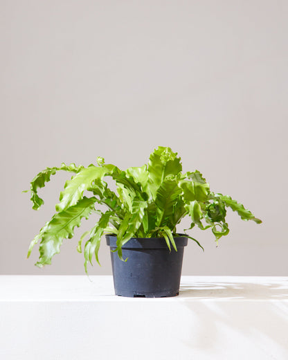Birds Nest Fern: Asplenium nidus - 6 inch pot