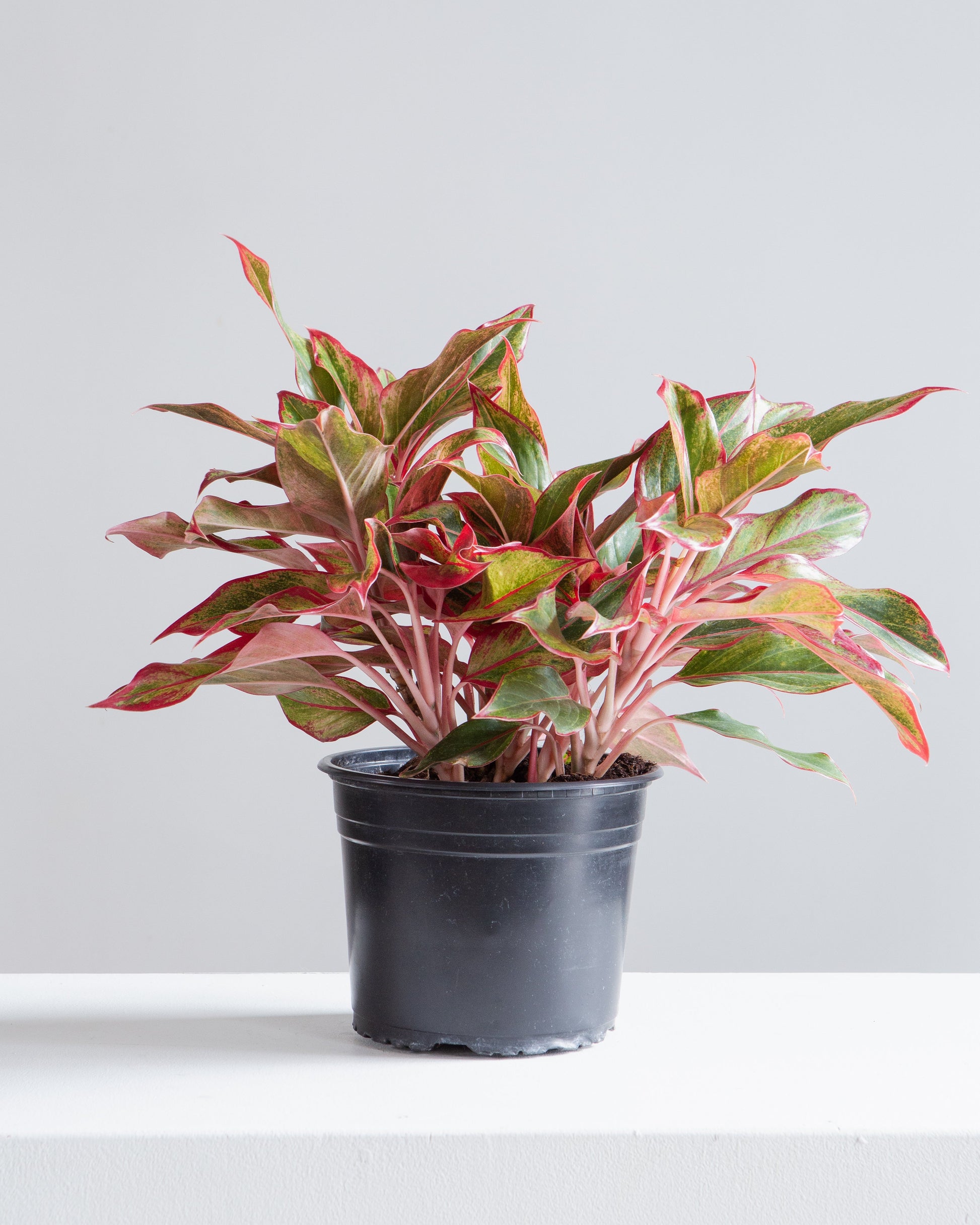 Siam Red Gold Chinese Evergreen: Aglaonema - 8 inch pot — indoor plant — indoor plant for sale by Promise Supply for delivery and pickup in Toronto.