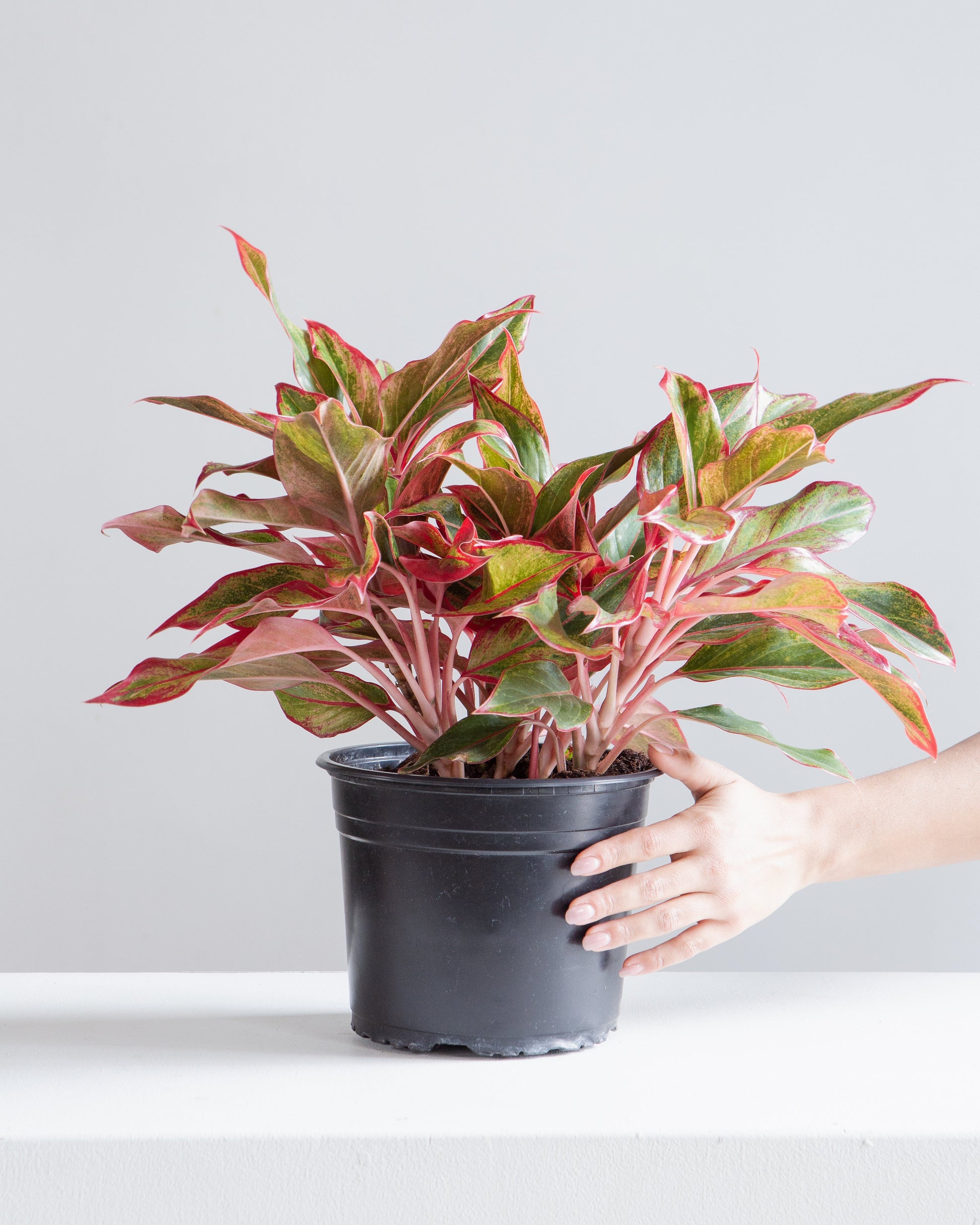 aglaonema red indoor plant Siam Red Gold Chinese Evergreen - 8" Pot