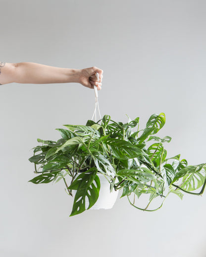 hanging cheese plant Monstera Adansonii - 8" Pot