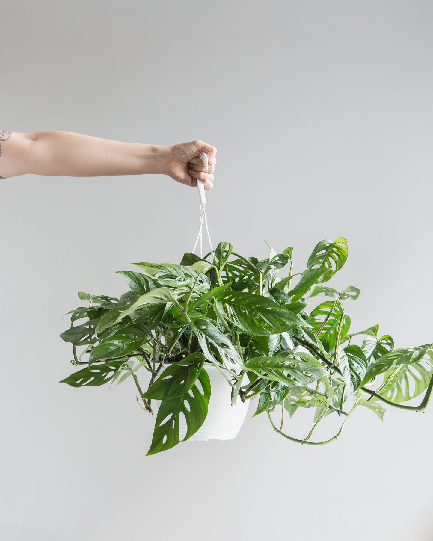 Swiss Cheese Vine: Monstera adansonii - 8 inch hanging basket