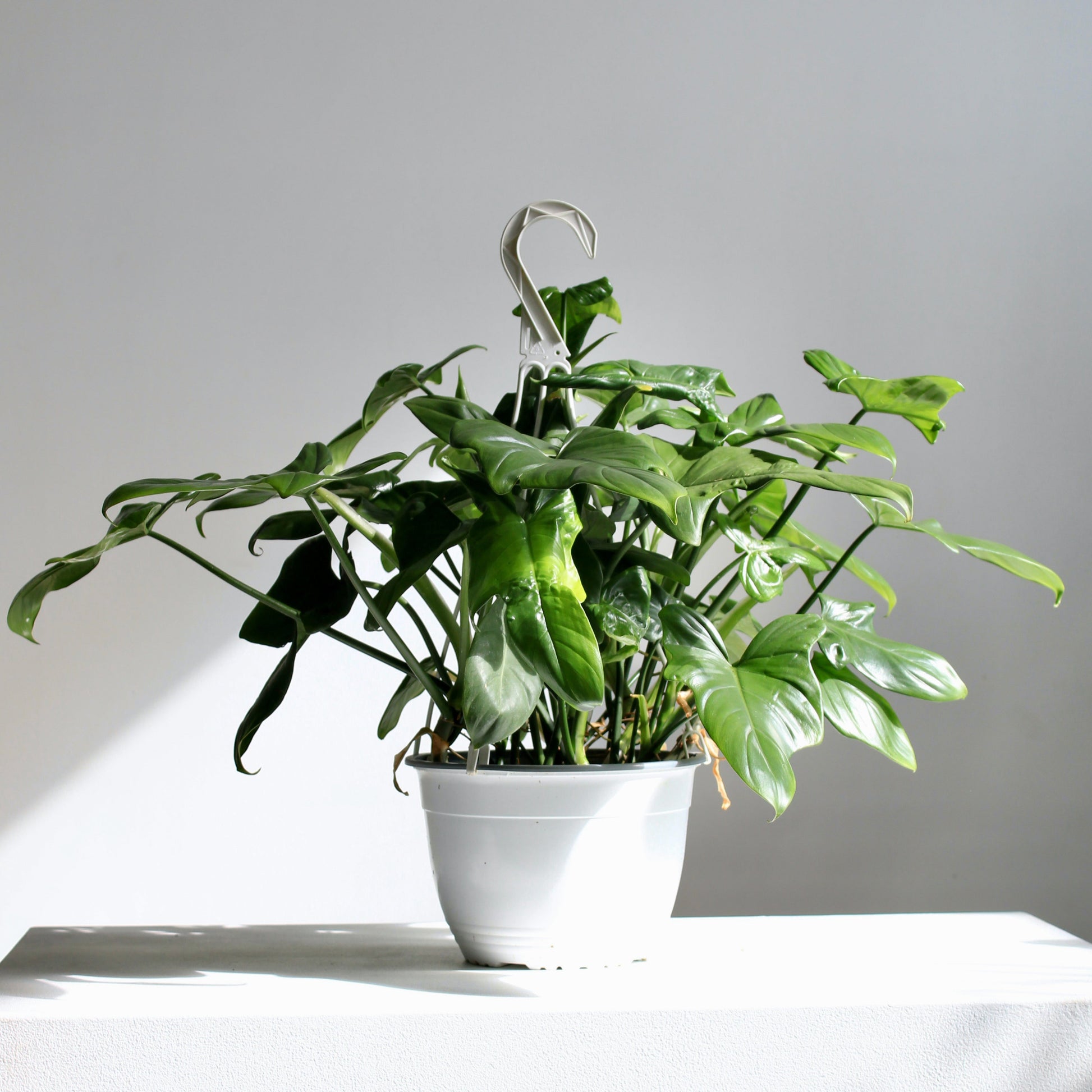philodendron horsehead Horsehead Philodendron - 8" Pot