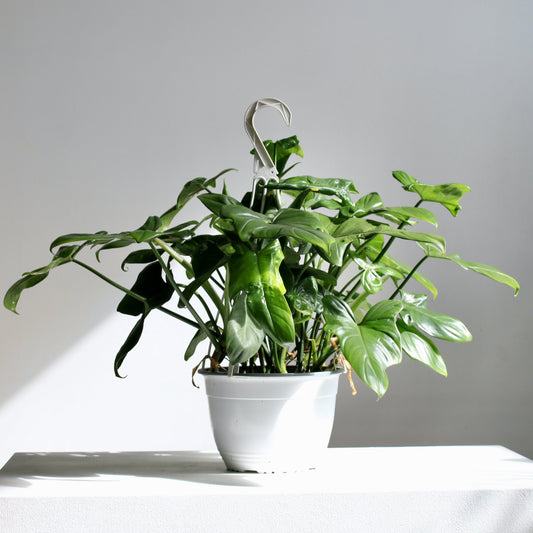 Horsehead: Philodendron bipennifiolium - 8 inch hanging basket