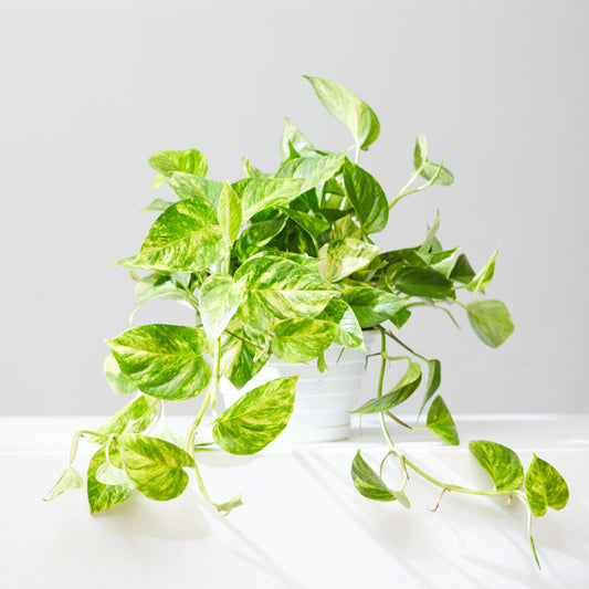 Hawaiian Hi-Colour Golden Pothos: Epipremnum aureum - 8 inch hanging basket