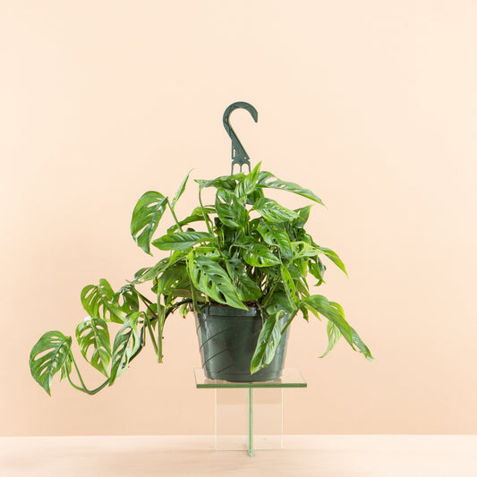 Swiss Cheese Vine: Monstera adansonii - 8 inch hanging basket