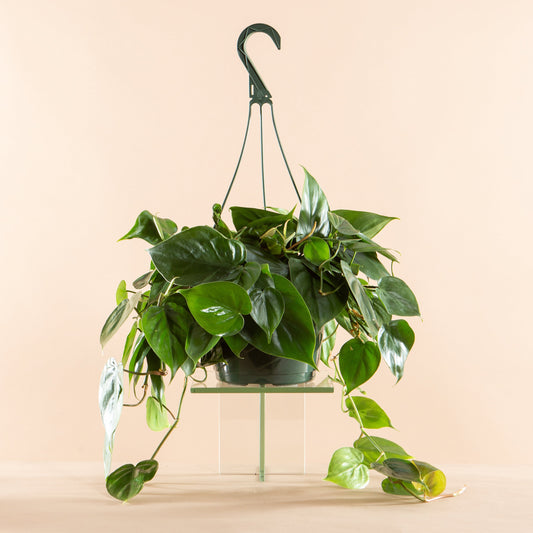 Heart Leaf: Philodendron cordatum - 8 inch hanging basket