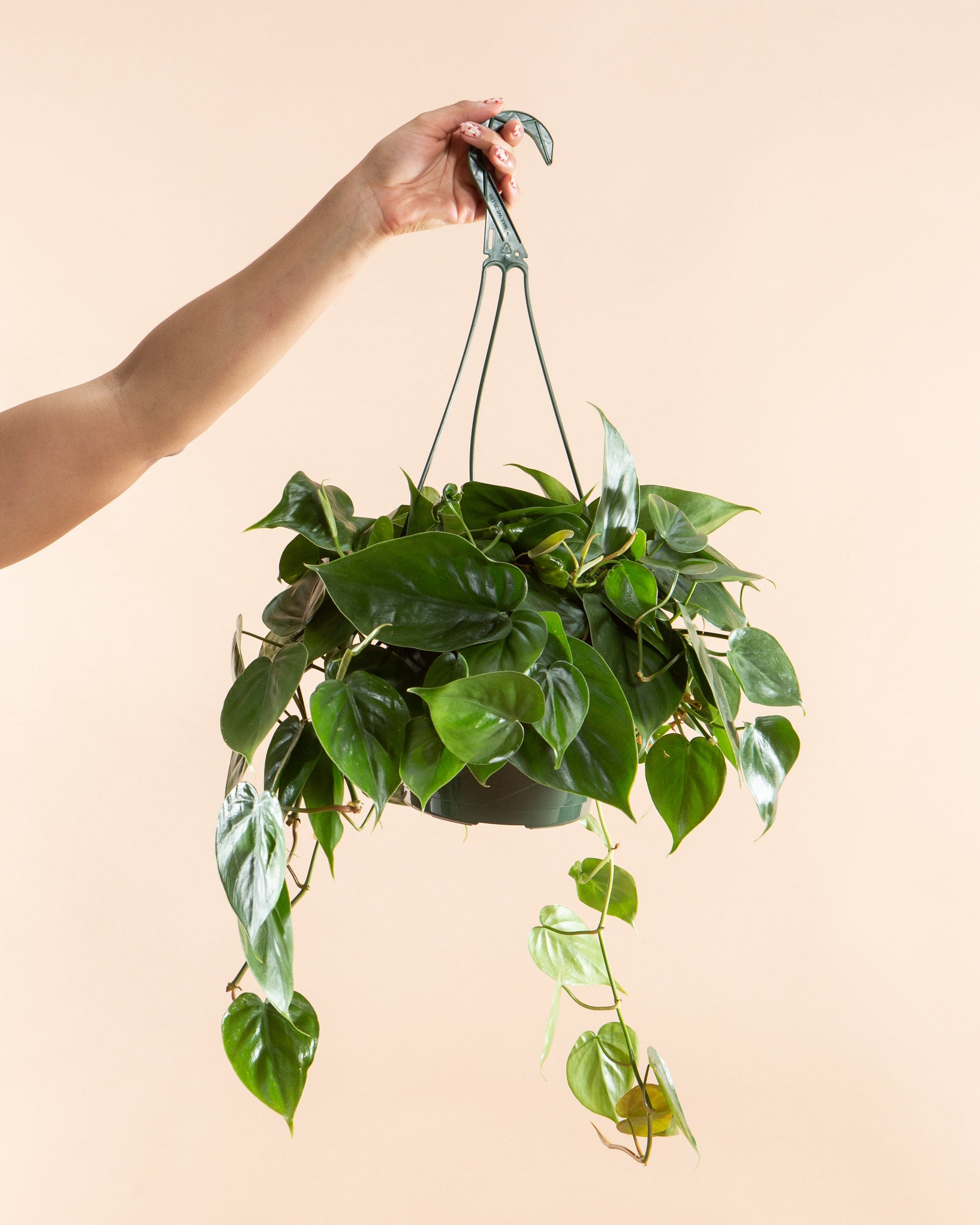 philodendron gold cordatum Heart Leaf: Philodendron Cordatum - 8" Pot