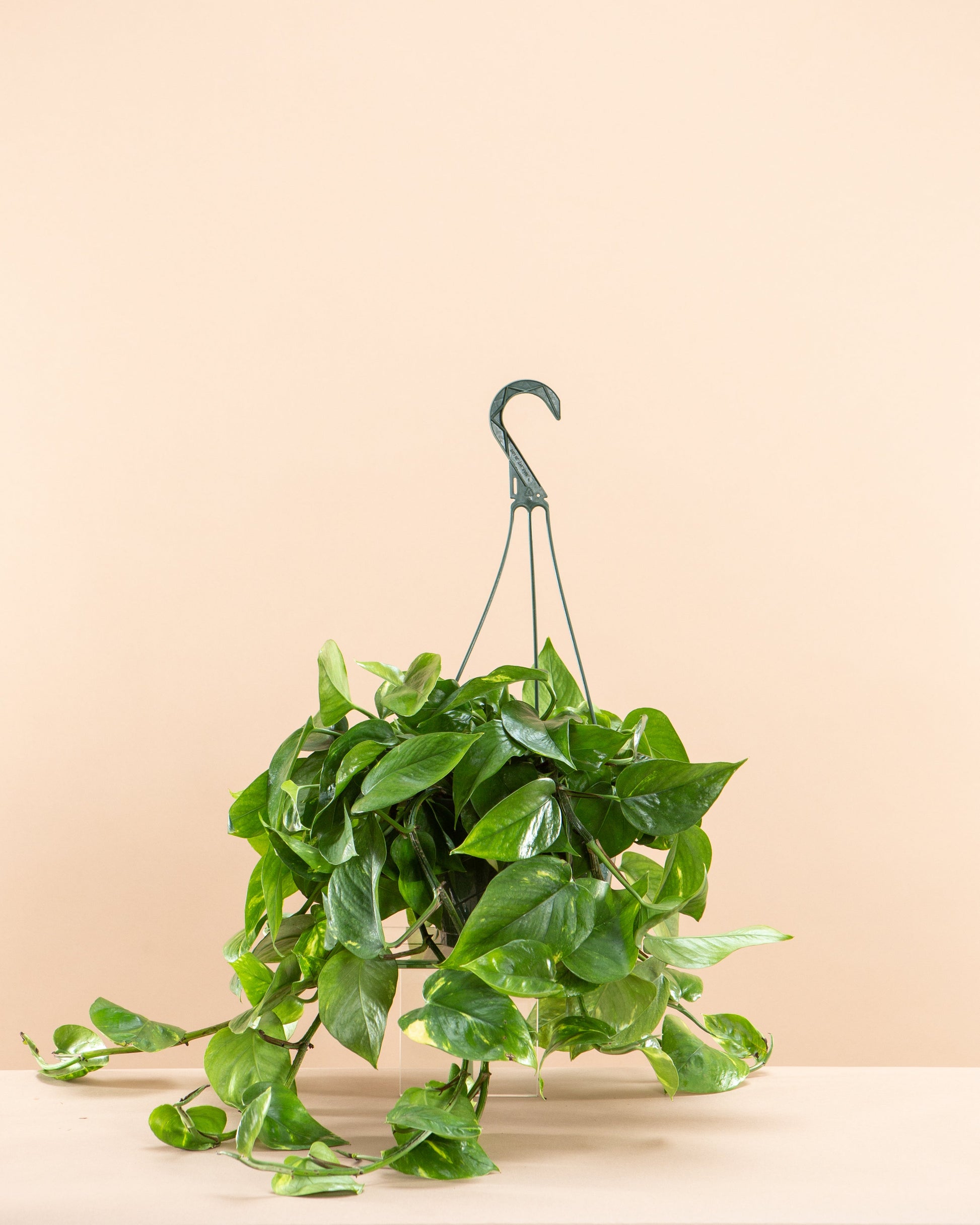 pothos plant uk Golden Pothos: Epipremnum Aureum - 8" Pot