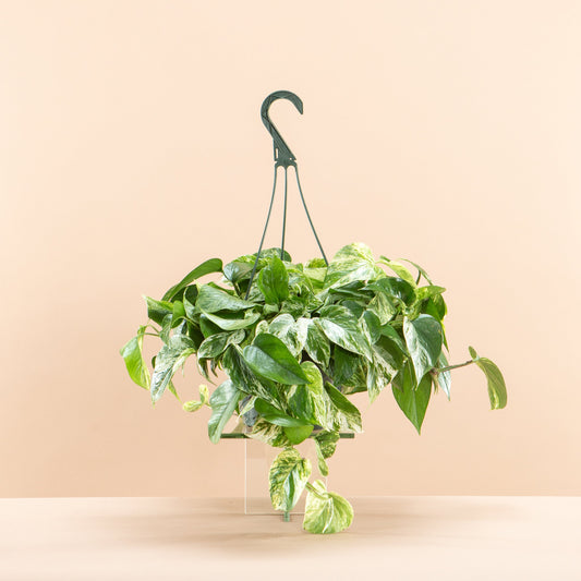 Marble Queen Pothos: Epipremnum aureum - 8 inch hanging basket