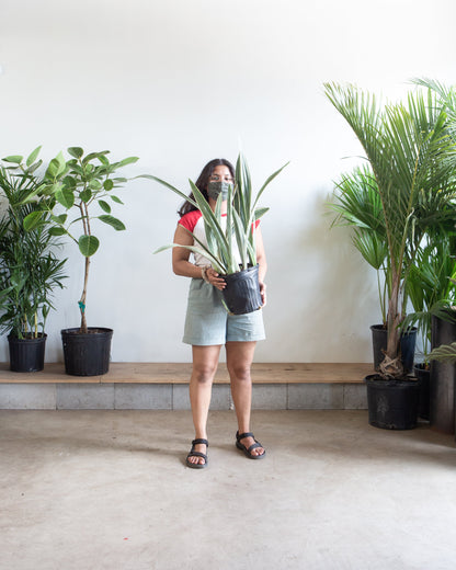 Silver Queen Snake Plant: Sansevieria trifasciata 'Sayuri' - 10 inch pot - 3 foot tall