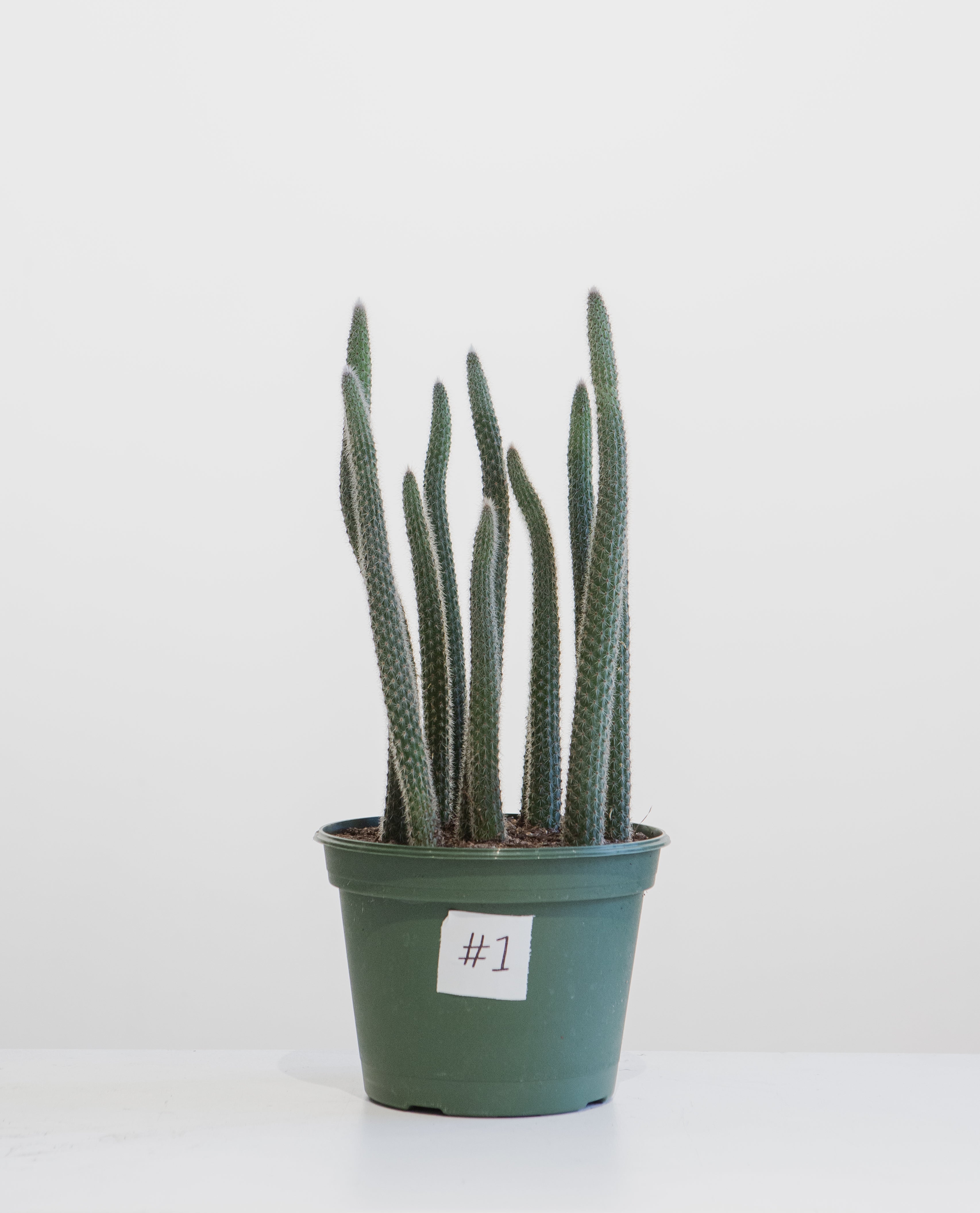 Assorted Cactus - 8