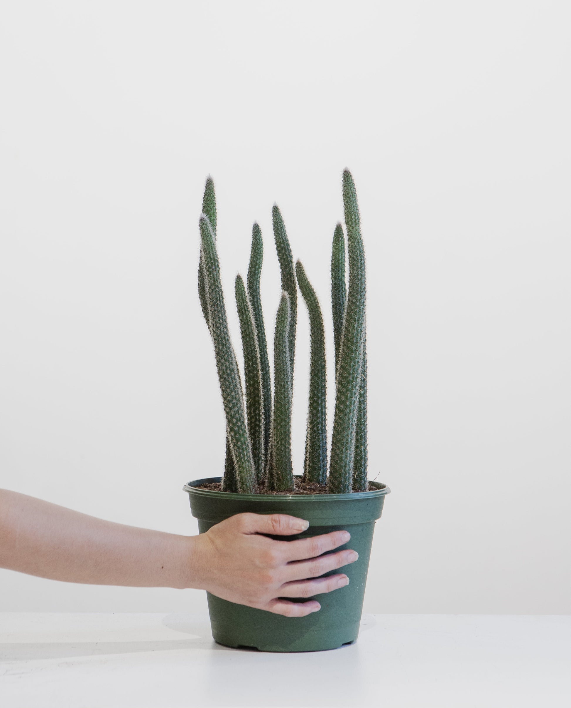 indoor cactus plants for sale Assorted Cactus - 8" Pot