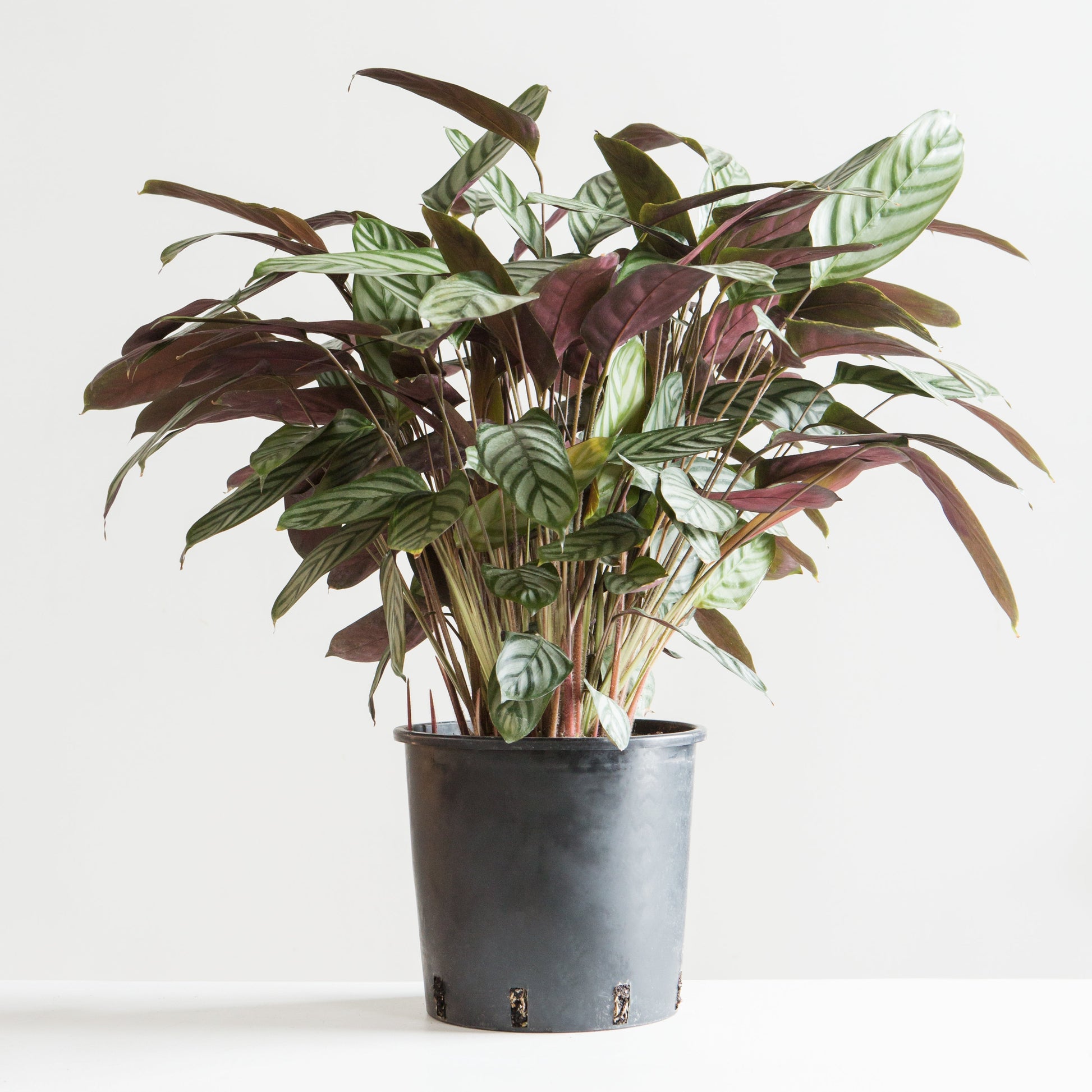 Grey Star Prayer Plant: Calathea setosa - 10 inch pot - 3-4 foot tall — indoor plant — indoor plant for sale by Promise Supply for delivery and pickup in Toronto.