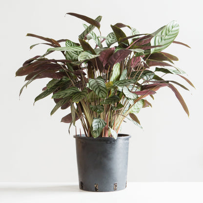 Grey Star Prayer Plant: Calathea setosa - 10 inch pot - 3-4 foot tall — indoor plant — indoor plant for sale by Promise Supply for delivery and pickup in Toronto.