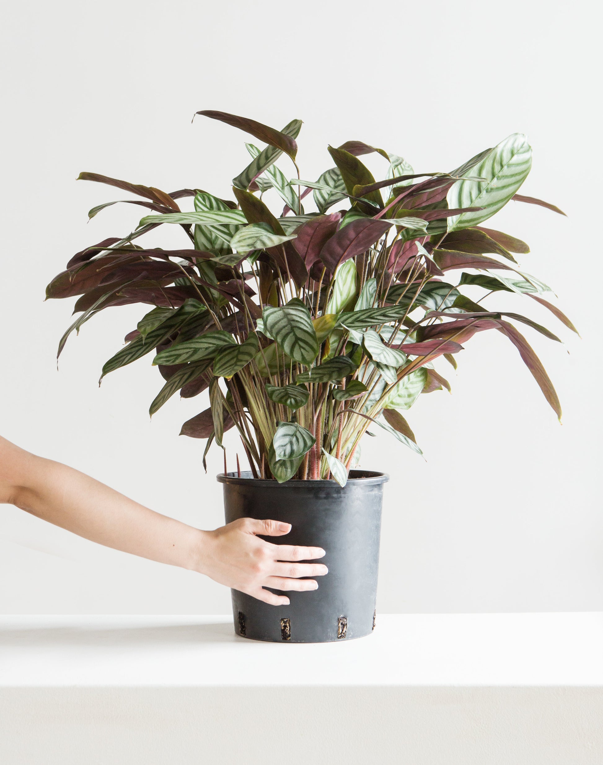 prayer plant tall Grey Star Prayer Plant: Calathea - 10" Pot