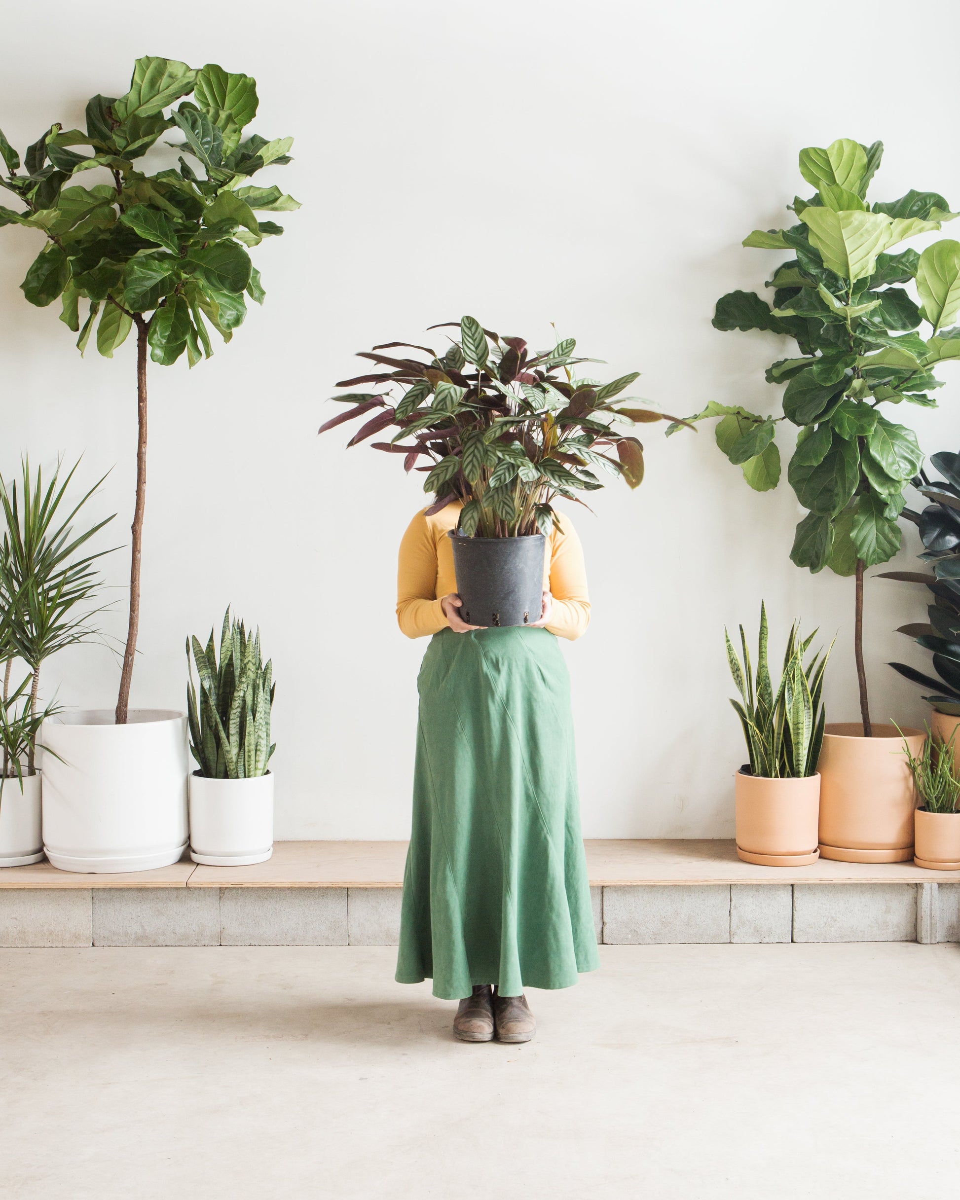 tall prayer plant Grey Star Prayer Plant: Calathea - 10" Pot